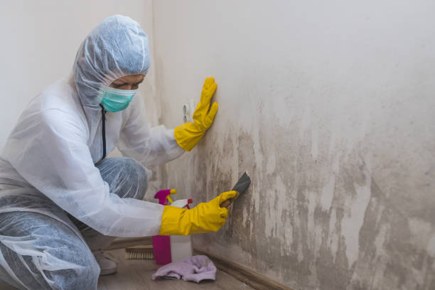 Best Crawl Space Mold Remediation in Salina, KS