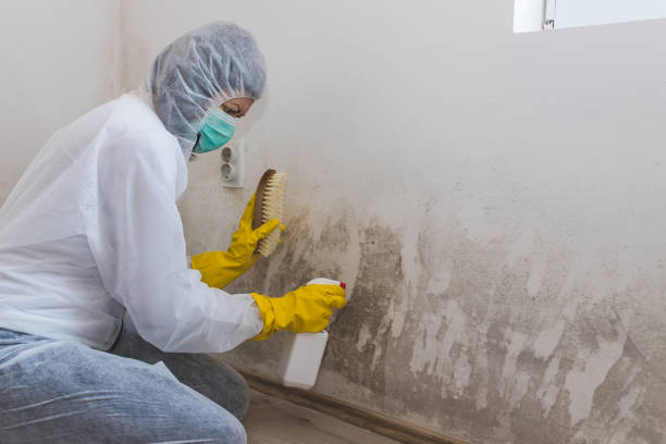 Best Attic Mold Remediation in Salina, KS