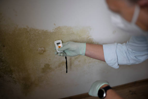 Best Health and Safety Mold Remediation in Salina, KS