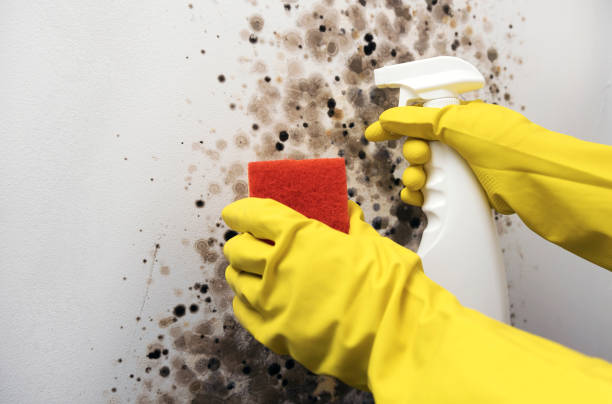 Best HVAC Mold Remediation in Salina, KS